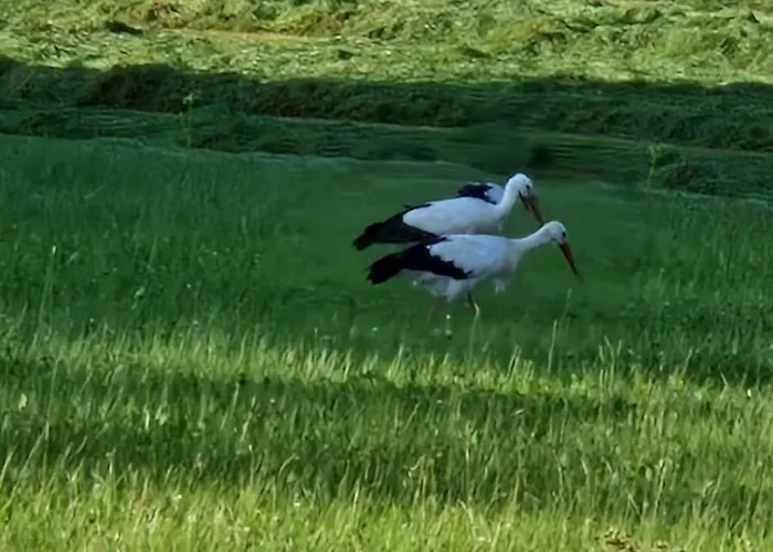 Appartement Familie Thoma *